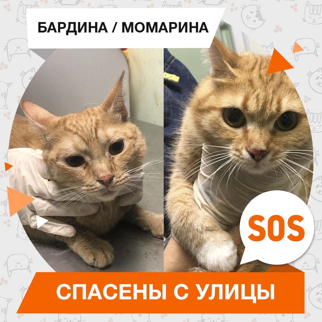 Бардина и Момарина