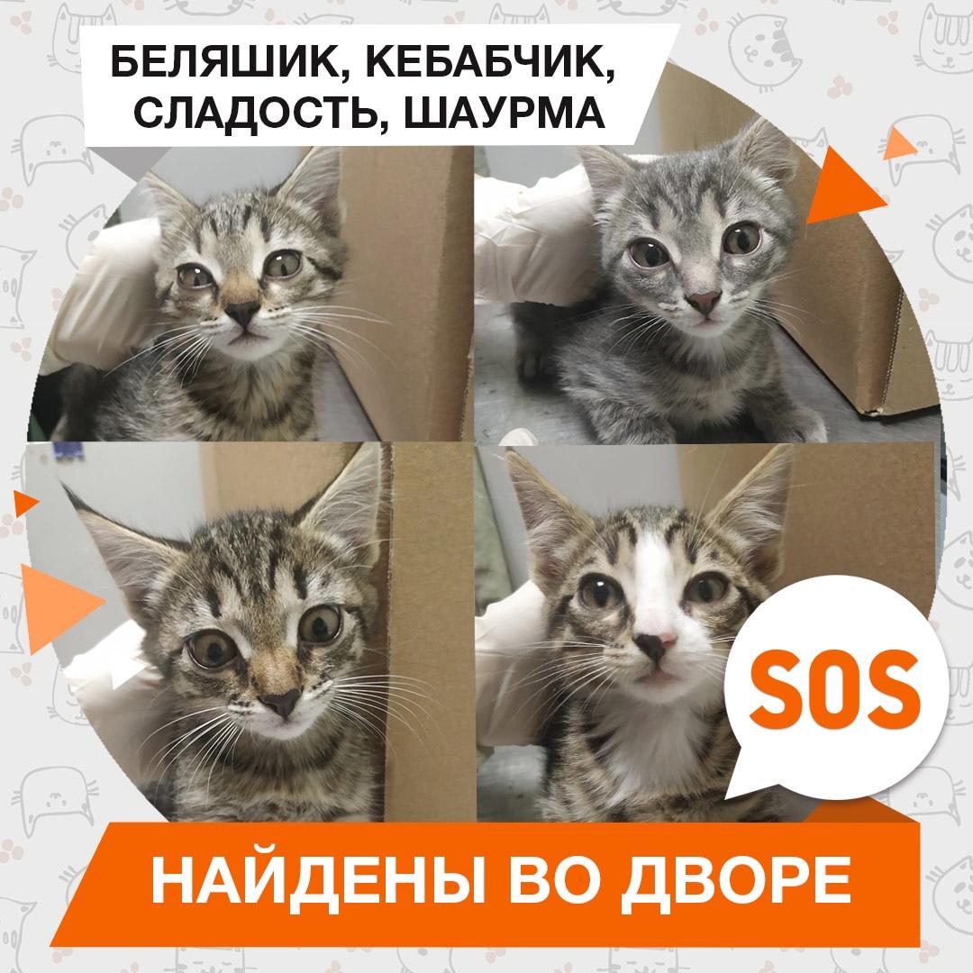 Беляшик, Кебабчик, Сладость, Шаурма