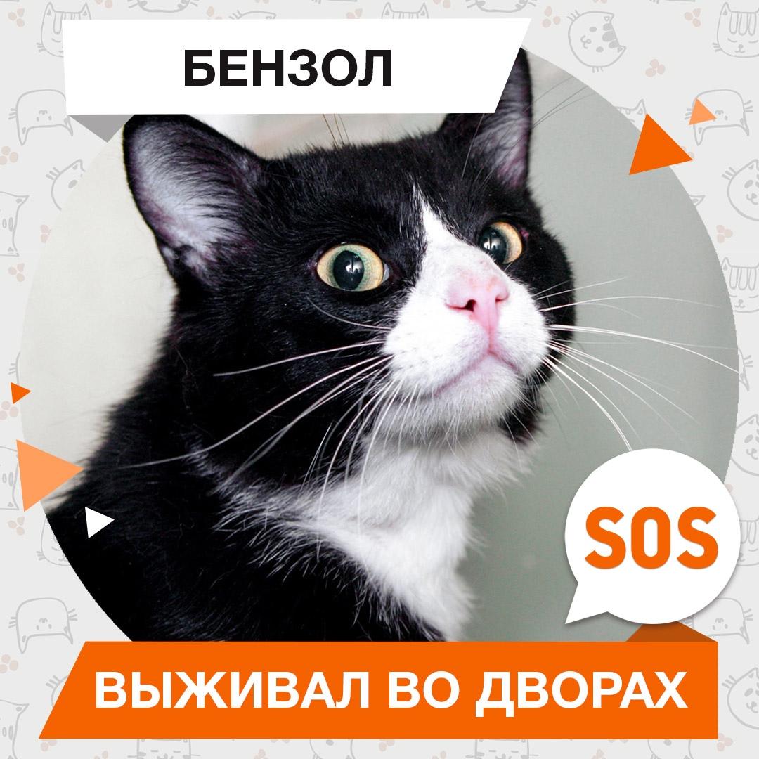 Бензол
