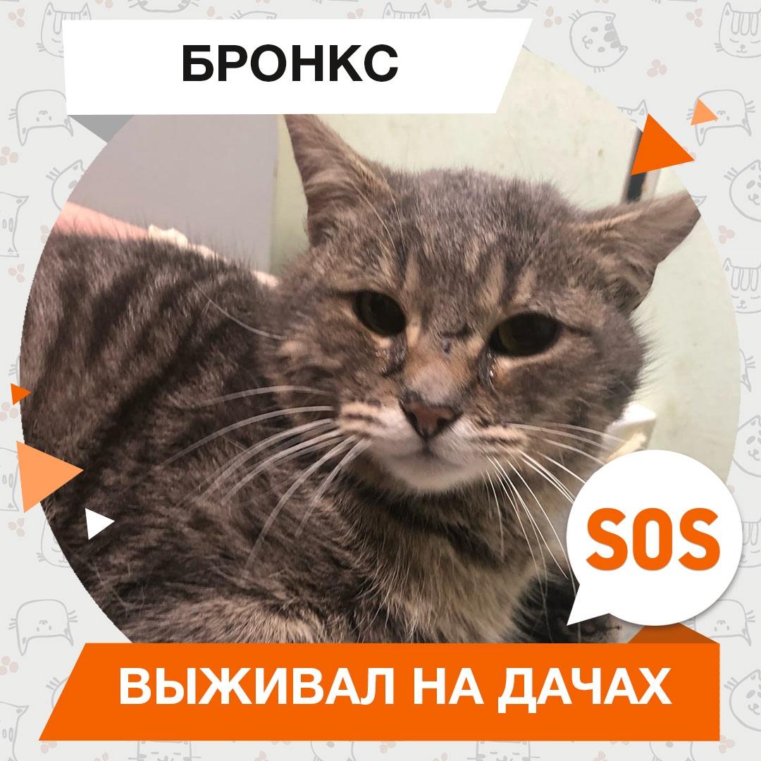 Бронкс