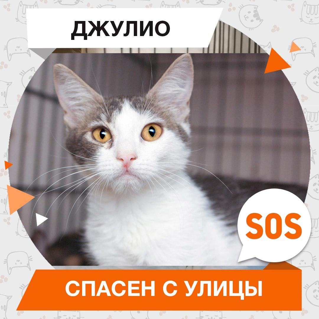 Джулио