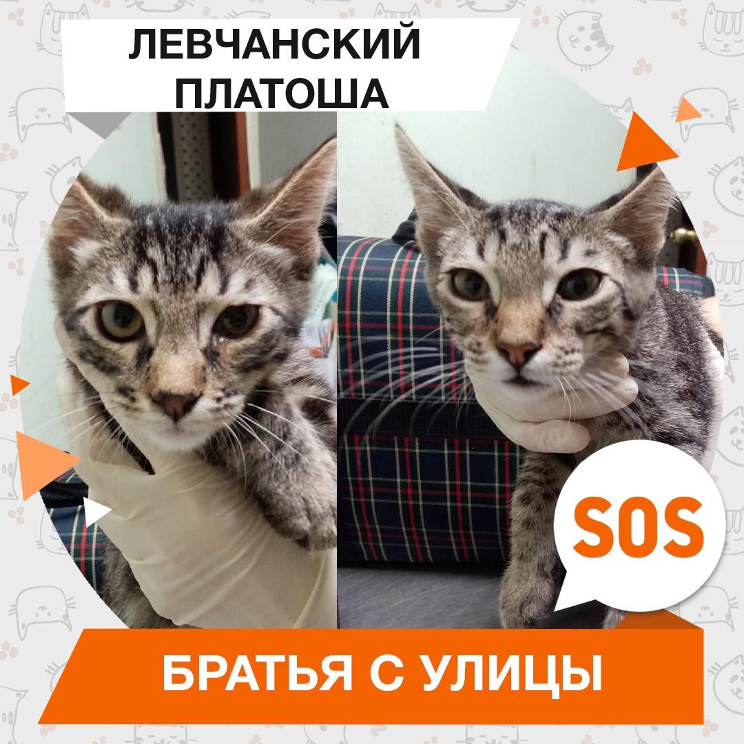 Левчанский и Платоша