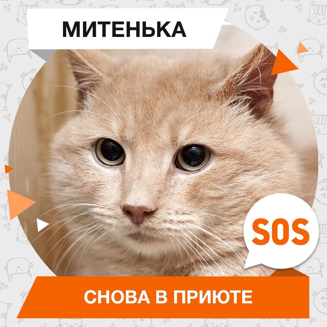 Митенька