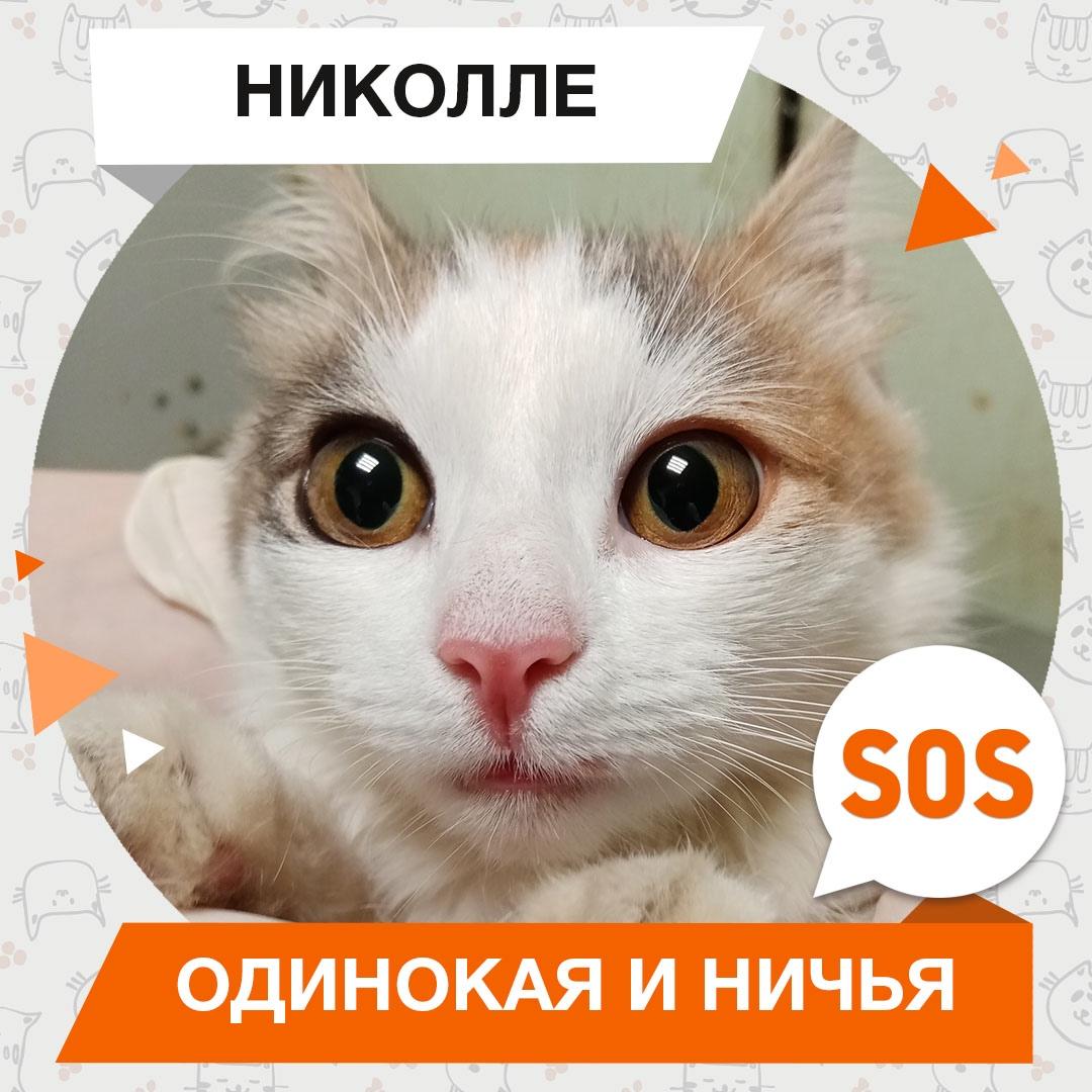 Николле