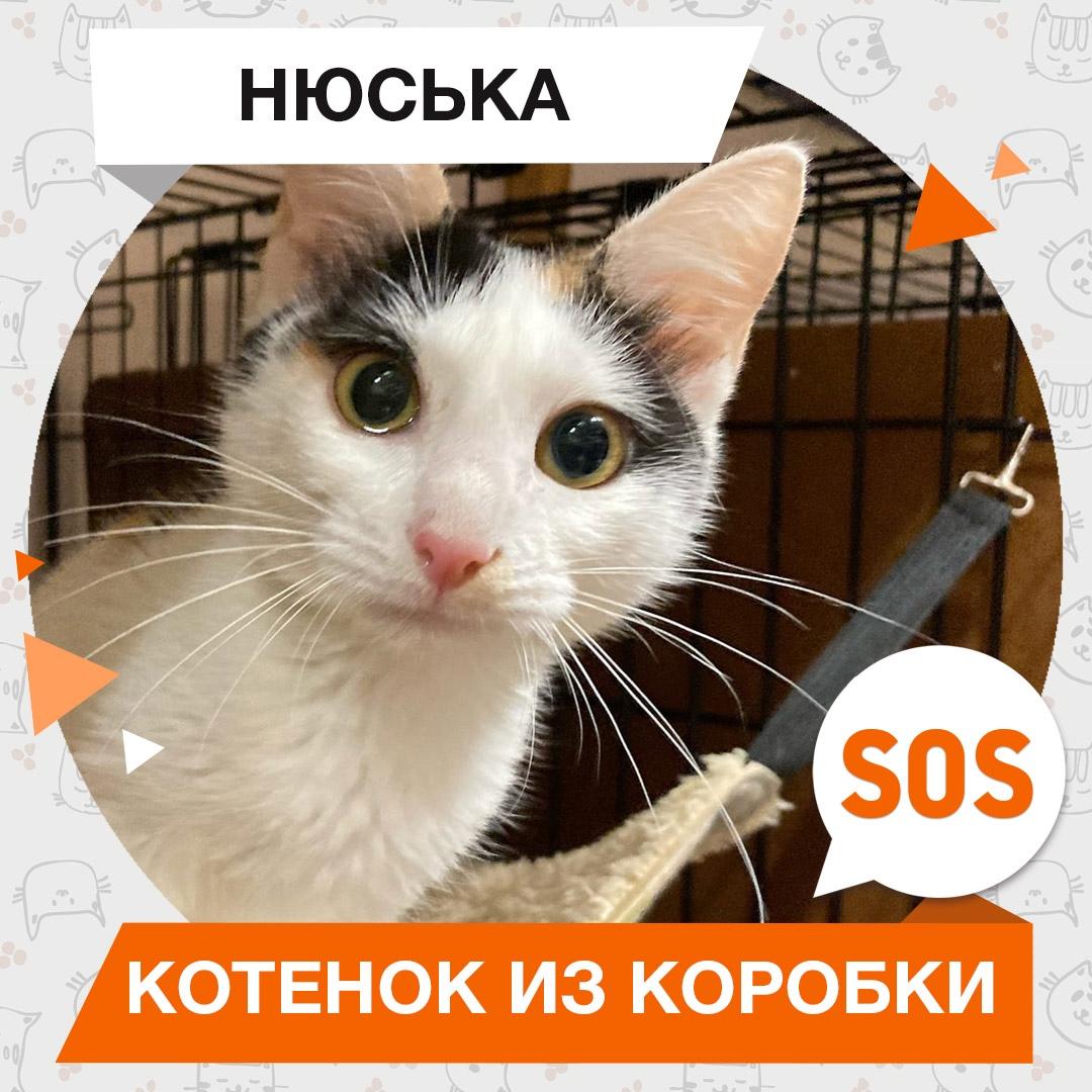 Нюська