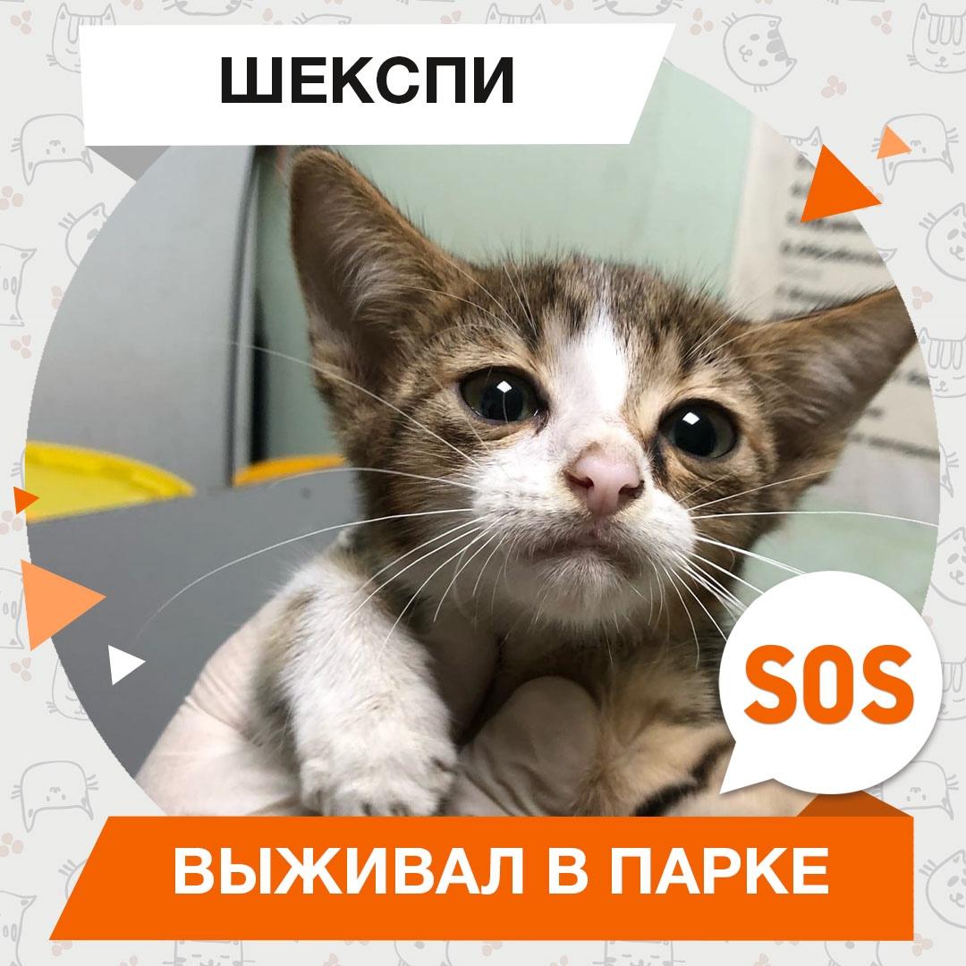 Шекспи