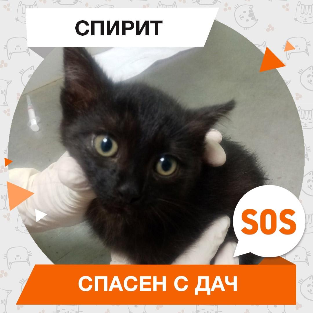 Спирит