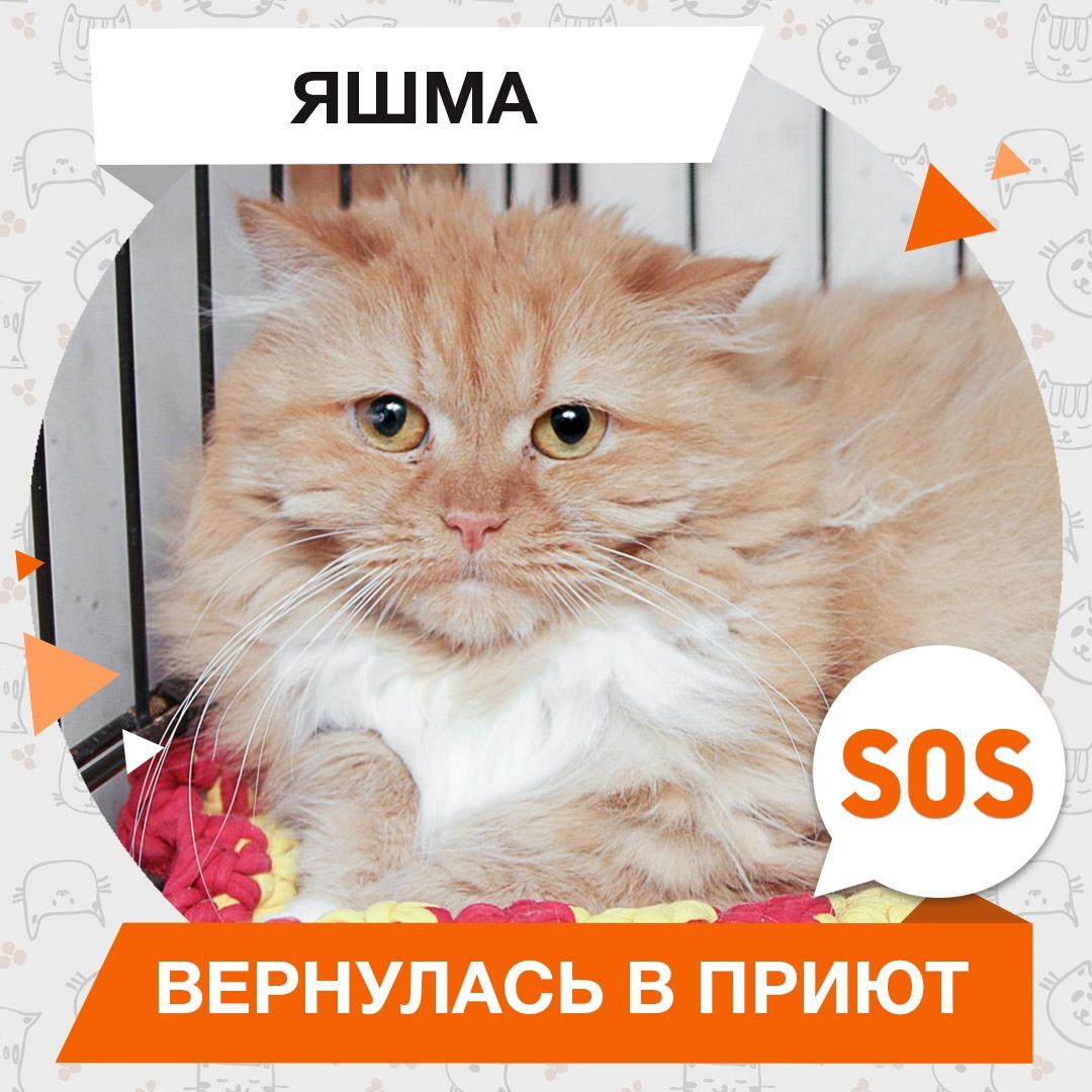 Яшма