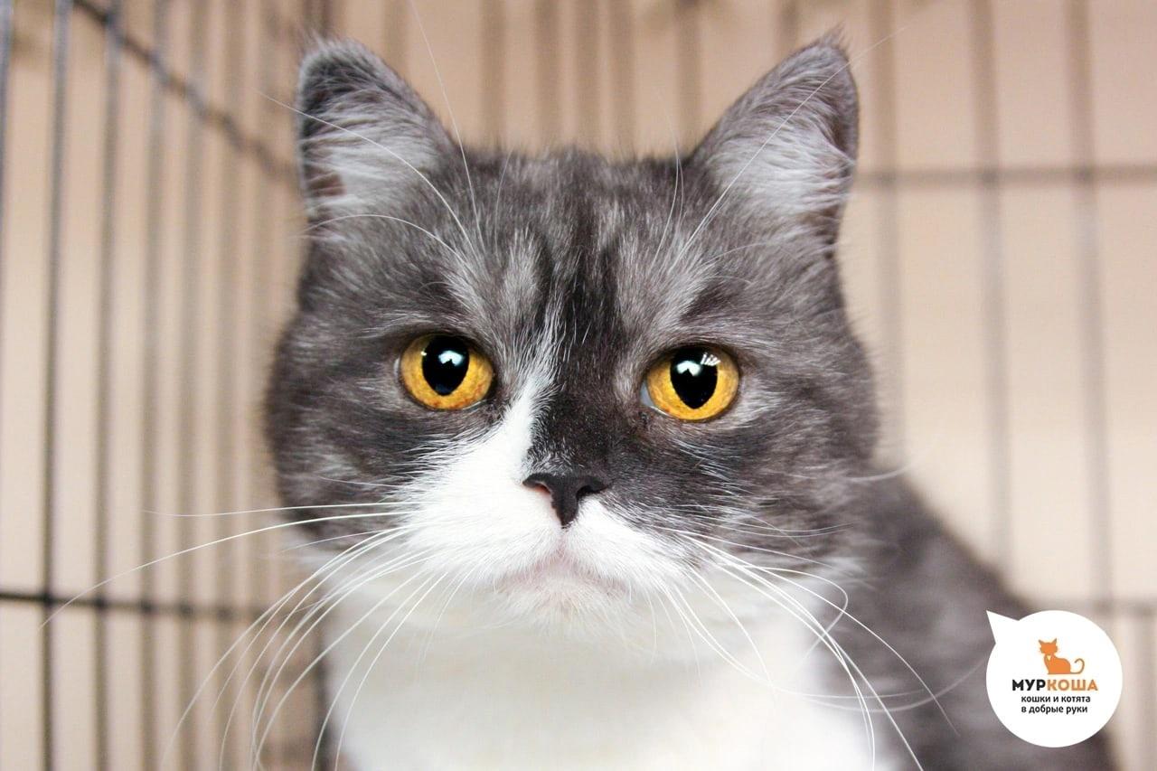Дарсенька
