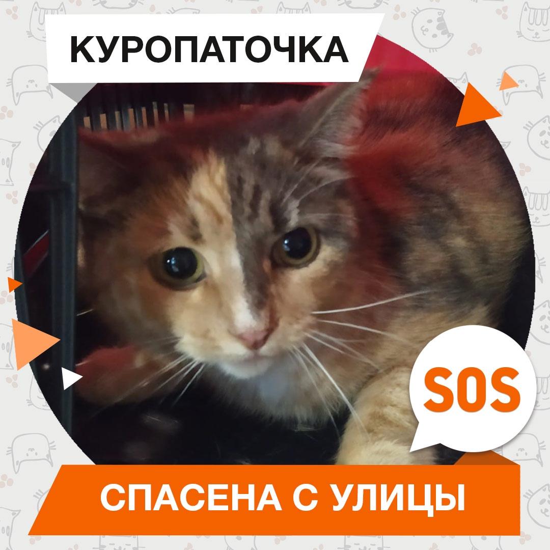 Куропаточка