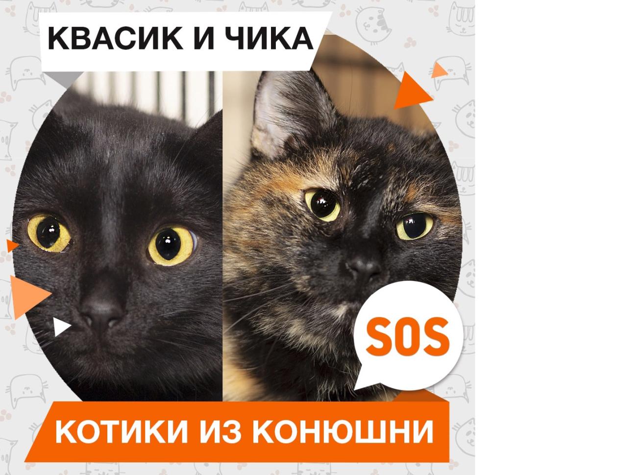 Квасик и Чика