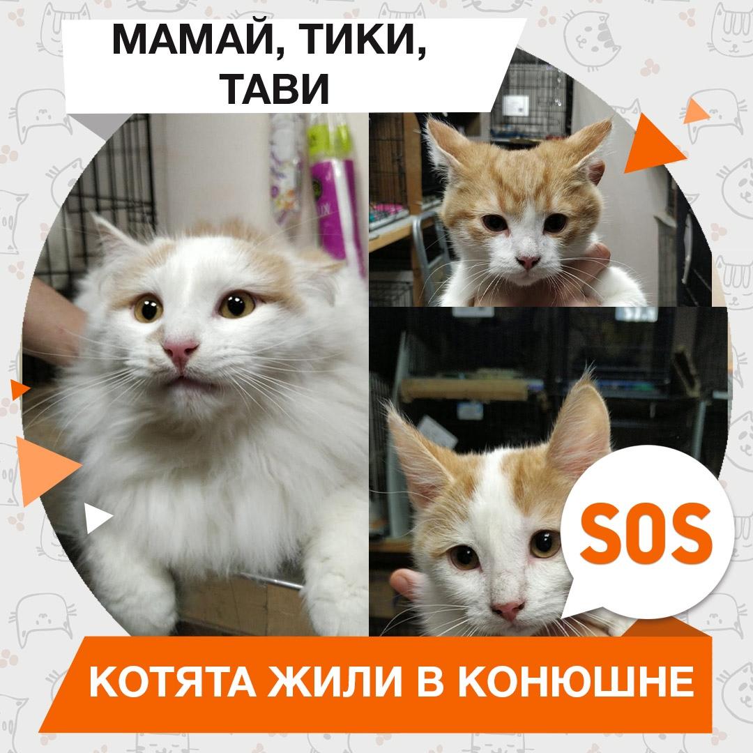Мамай, Тави, Тики