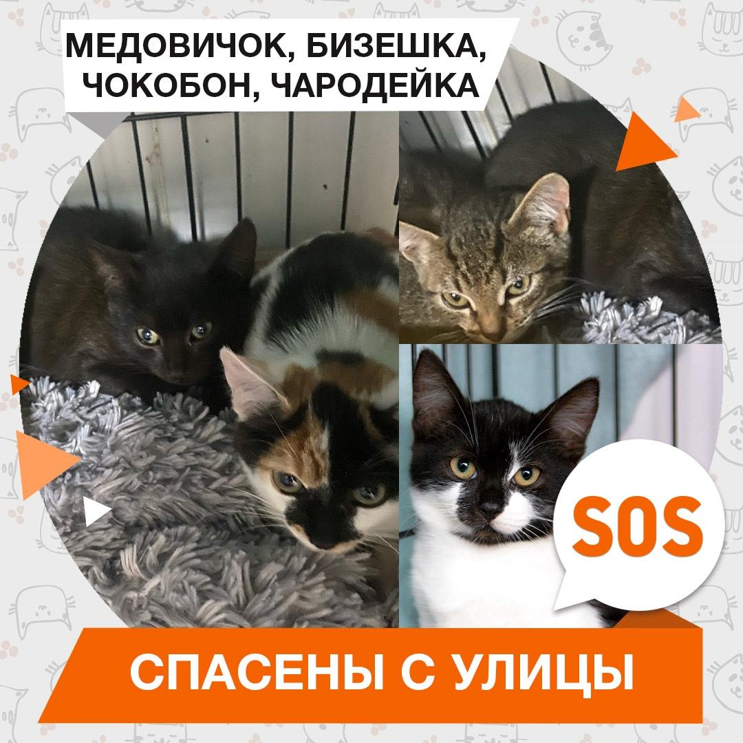 Медовичок, Бизешка, Чокобон, Чародейка
