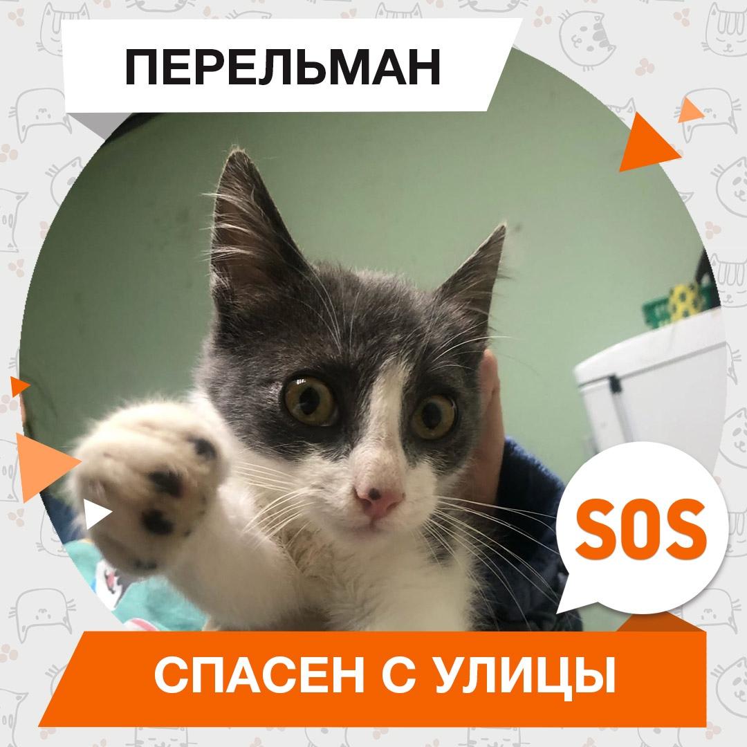 Перельман