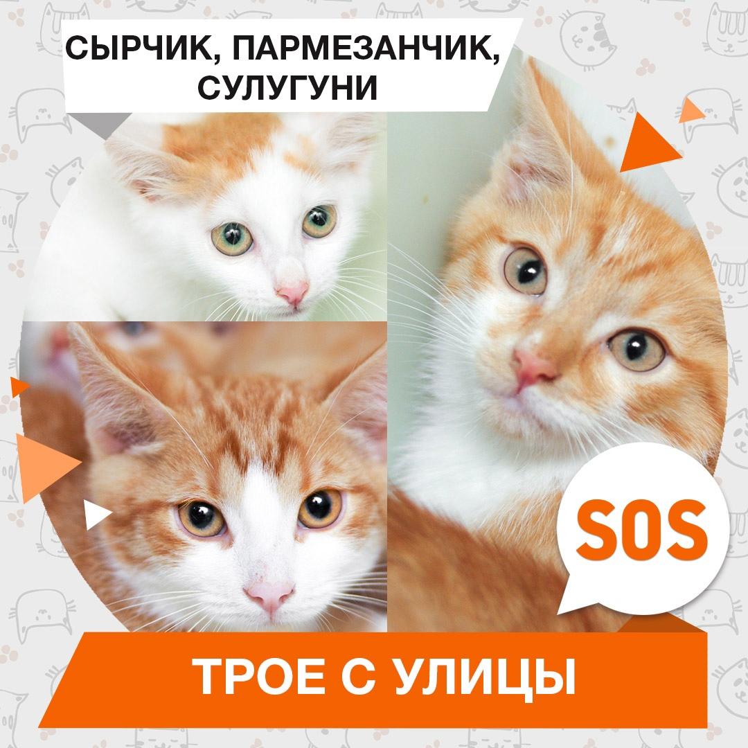 Сырчик, Пармезанчик, Сулугуни