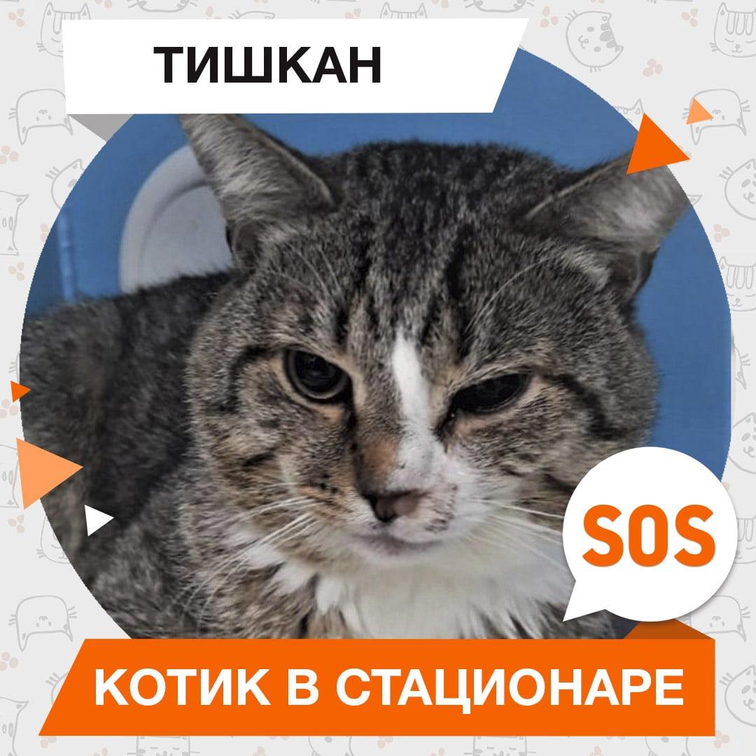 Тишкан