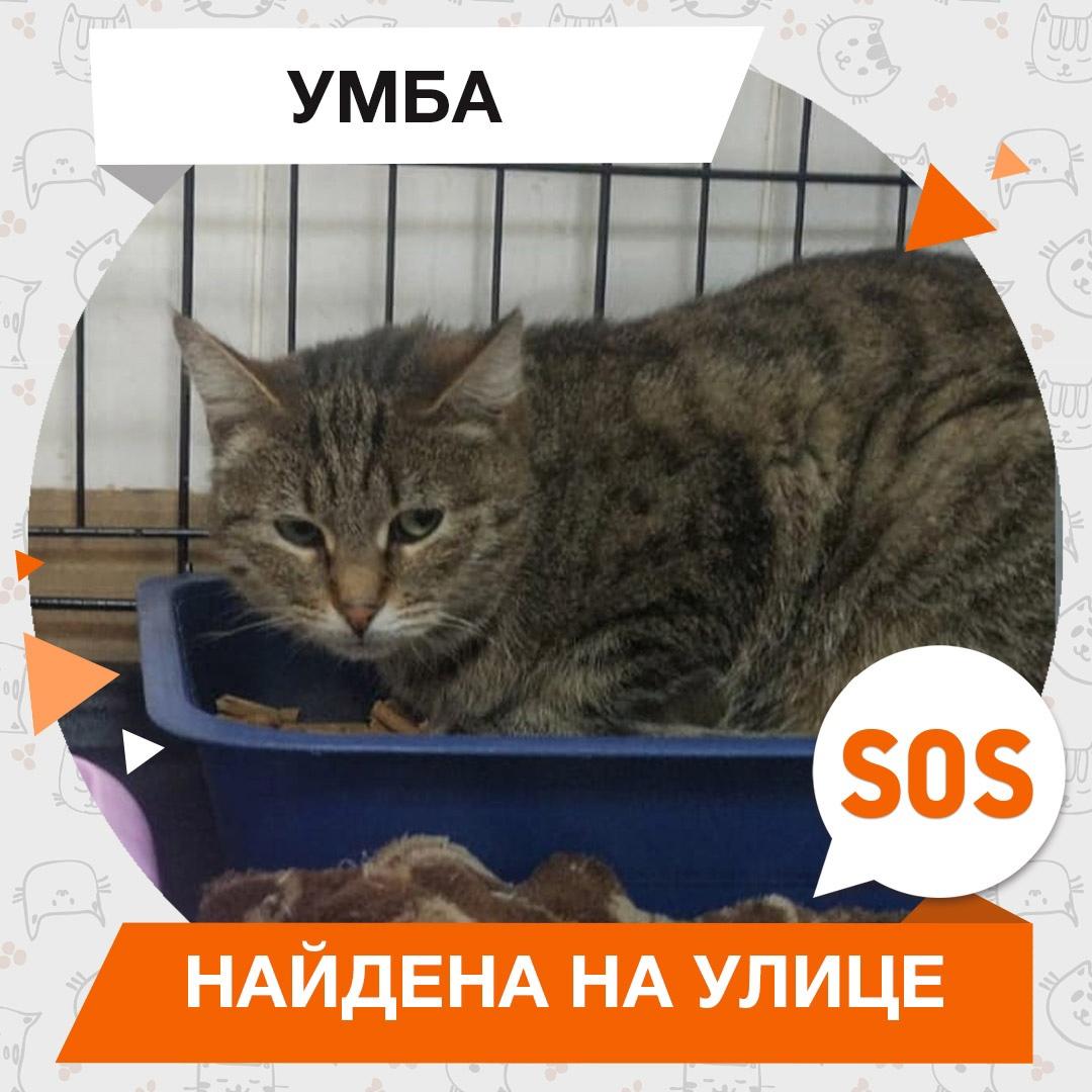 Умба