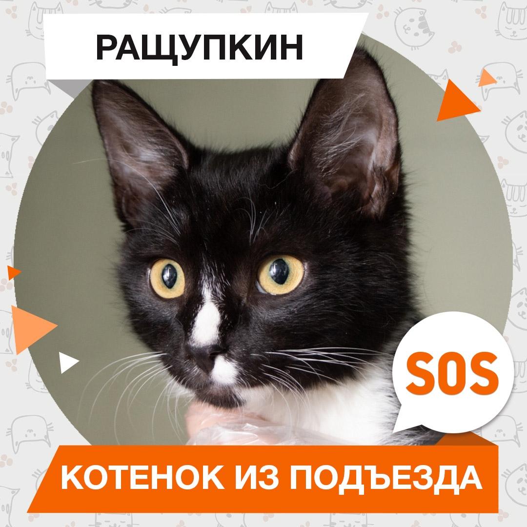 Ращупкин