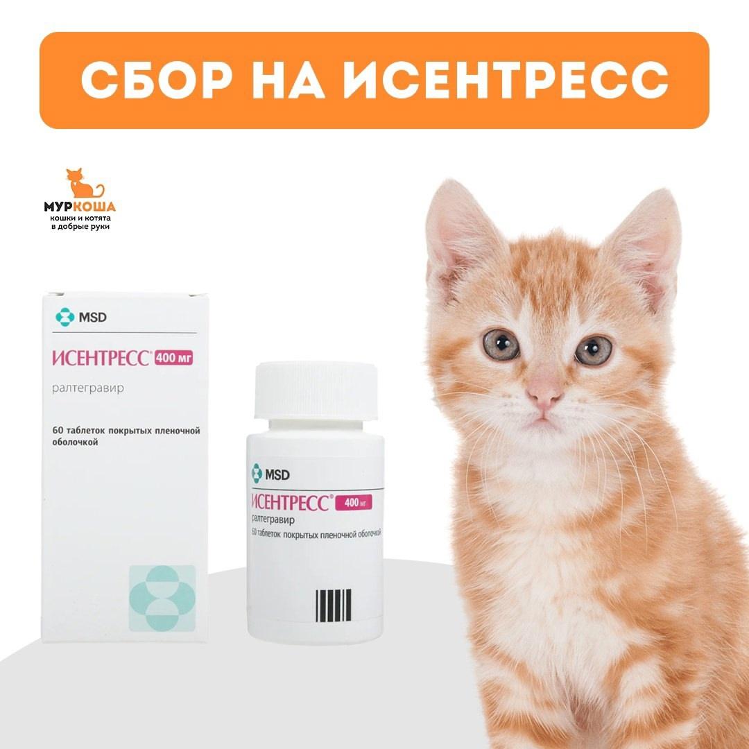 Исентресс