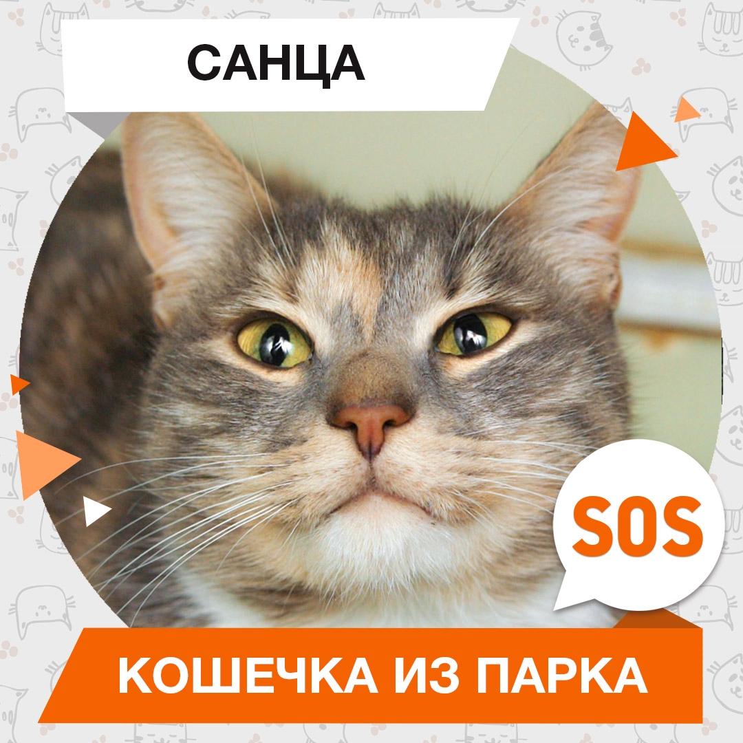 Санца