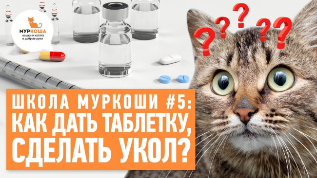 Embedded thumbnail for Как дать кошке таблетку? Как сделать укол? - Школа &quot;Муркоши&quot; #5