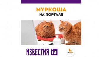 Воды котам: как защитить домашних питомцев от жары