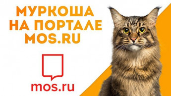 О проекте «Хвосты и лапки» на MOS.RU