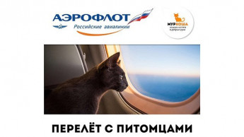 Время пушистых новостей от Аэрофлота