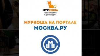 "Муркоша" на портале МОСКВА.РУ