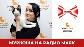 "Муркоша" в программе "Физики и лирики". Радиостанция "МАЯК"