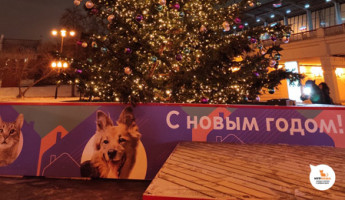 Открытие Новогодней ёлки с фотографиями питомцев на станции МЦК Лужники!