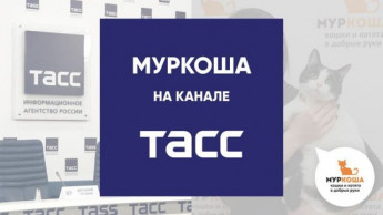 Время пушистых новостей!