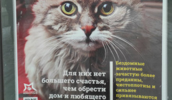 Время пушистых новостей
