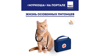 "МУРКОША" на портале ТАСС