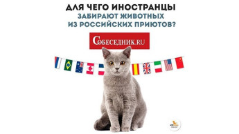 Пристройство животных в другие страны