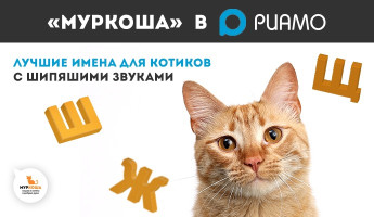 "Шипящие" имена для котиков