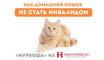 "МУРКОША" на МИЛОСЕРДИЕ.RU
