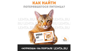 "МУРКОША" на портале LENTA.RU