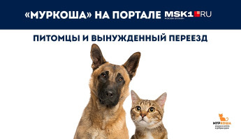 "МУРКОША" на портале MSK1.RU
