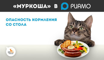 Что будет, если кормить кошку со стола?