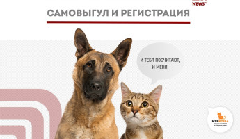 "Муркоша" на портале NEWS