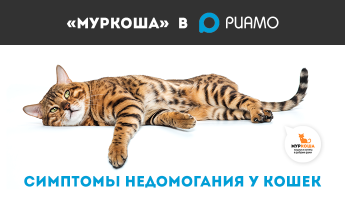 Каковы симптомы недомогания у кошек ? 