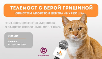 Телемост с юристом "Муркоши"