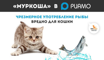 О вреде чрезмерного употребления рыбы