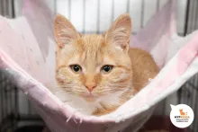 Шарманка