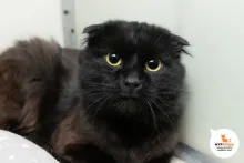 Шакотис
