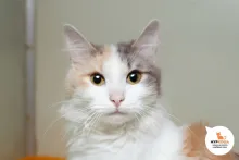 Сольвейг