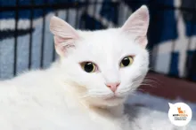 Карро