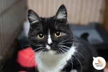 Акрила