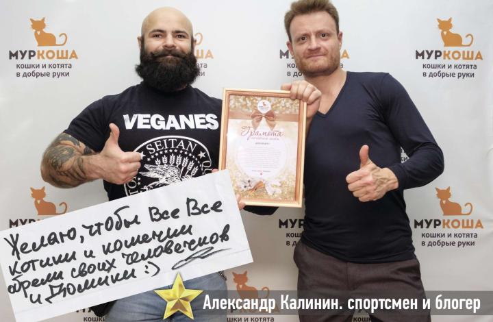Муркоша - кошки и котята в добрые руки